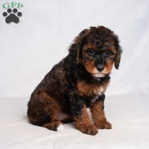 Jaylene, Cavapoo Puppy